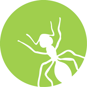 control de plagas: eliminar plaga de hormigas en gipuzkoa