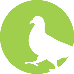 control de plagas: solución al problema de palomas en gipuzkoa
