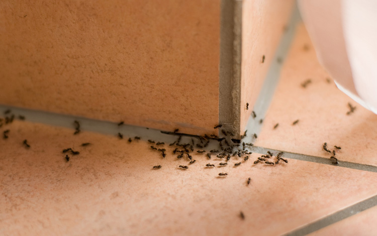 eliminar plaga de hormigas en gipuzkoa