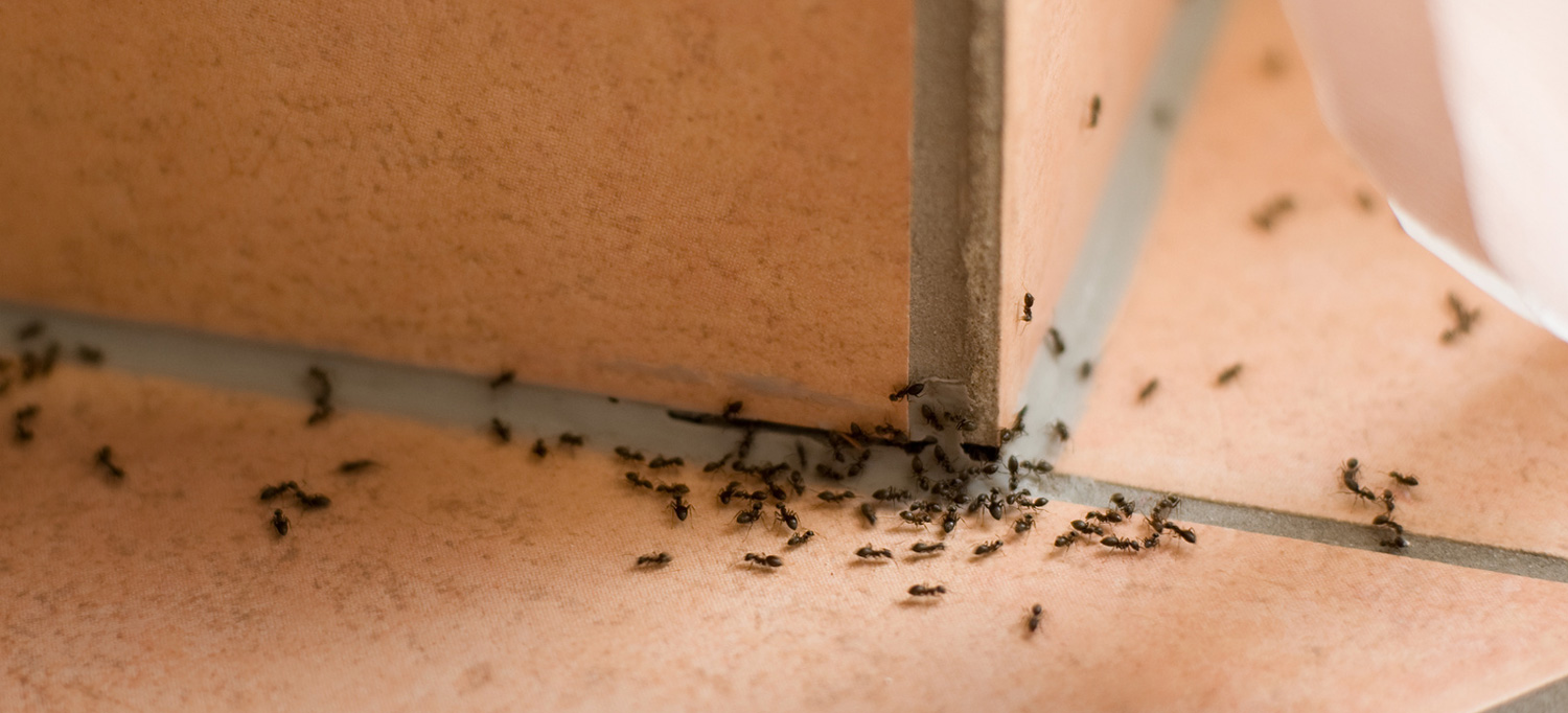 eliminar plaga de hormigas en gipuzkoa