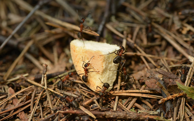 plaga de hormigas en gipuzkoa