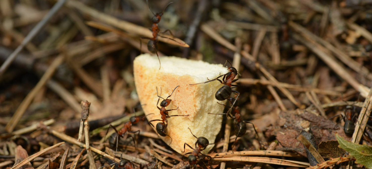 plaga de hormigas en gipuzkoa